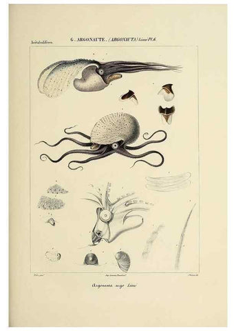 Reproducción/Reproduction 49434917401: Histoire naturelle, générale et particulière des céphalopodes acétabuifères viants, et fossiles :. Paris :Impr. de A. Lacour,1835-1848.. 