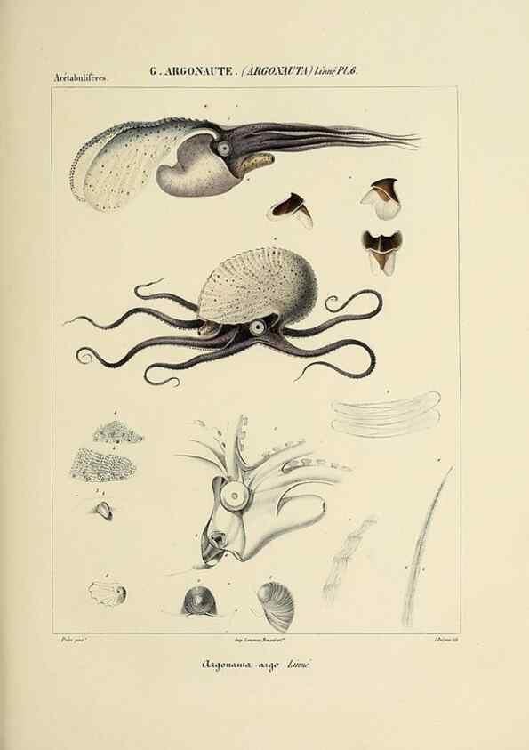 Reproducción/Reproduction 49434917401: Histoire naturelle, générale et particulière des céphalopodes acétabuifères viants, et fossiles :. Paris :Impr. de A. Lacour,1835-1848.. 