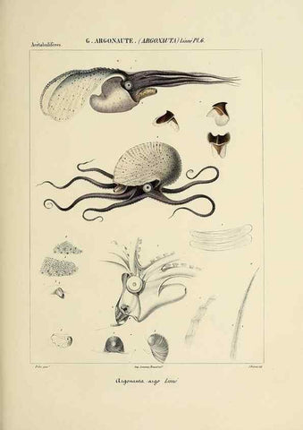 Reproducción/Reproduction 49434917401: Histoire naturelle, générale et particulière des céphalopodes acétabuifères viants, et fossiles :. Paris :Impr. de A. Lacour,1835-1848.. 