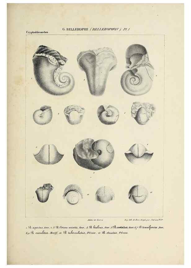 Reproducción/Reproduction 49435139827: Histoire naturelle, générale et particulière des céphalopodes acétabuifères viants, et fossiles :. Paris :Impr. de A. Lacour,1835-1848.. 