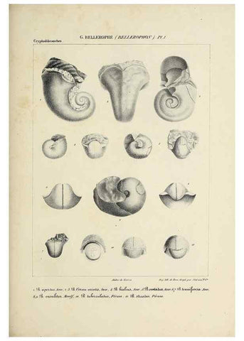 Reproducción/Reproduction 49435139827: Histoire naturelle, générale et particulière des céphalopodes acétabuifères viants, et fossiles :. Paris :Impr. de A. Lacour,1835-1848.. 