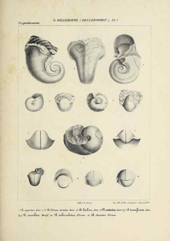 Reproducción/Reproduction 49435139827: Histoire naturelle, générale et particulière des céphalopodes acétabuifères viants, et fossiles :. Paris :Impr. de A. Lacour,1835-1848.. 