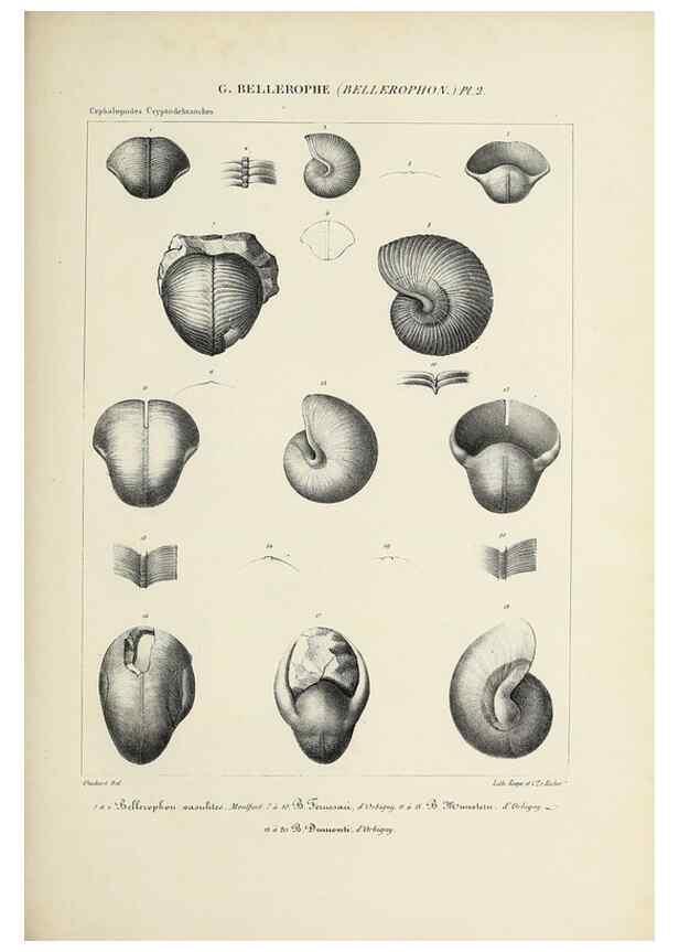 Reproducción/Reproduction 49434918106: Histoire naturelle, générale et particulière des céphalopodes acétabuifères viants, et fossiles :. Paris :Impr. de A. Lacour,1835-1848.. 