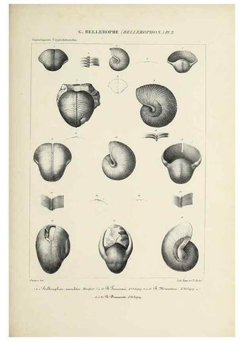 Reproducción/Reproduction 49434918106: Histoire naturelle, générale et particulière des céphalopodes acétabuifères viants, et fossiles :. Paris :Impr. de A. Lacour,1835-1848.. 