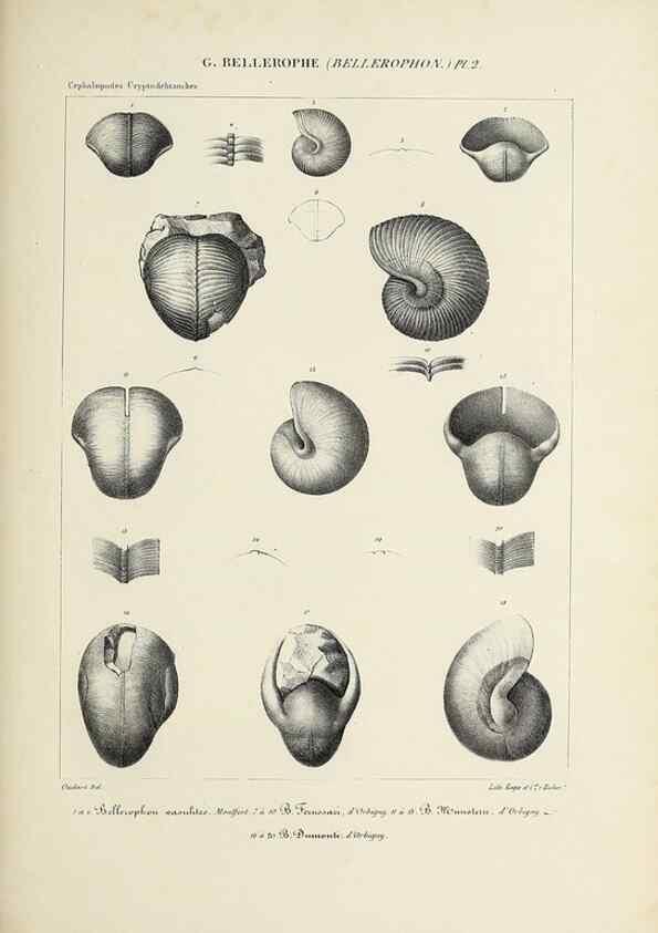 Reproducción/Reproduction 49434918106: Histoire naturelle, générale et particulière des céphalopodes acétabuifères viants, et fossiles :. Paris :Impr. de A. Lacour,1835-1848.. 