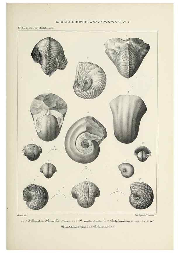 Reproducción/Reproduction 49434918451: Histoire naturelle, générale et particulière des céphalopodes acétabuifères viants, et fossiles :. Paris :Impr. de A. Lacour,1835-1848.. 