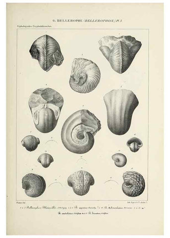 Reproducción/Reproduction 49434918451: Histoire naturelle, générale et particulière des céphalopodes acétabuifères viants, et fossiles :. Paris :Impr. de A. Lacour,1835-1848.. 
