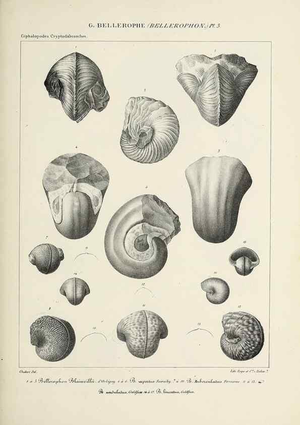 Reproducción/Reproduction 49434918451: Histoire naturelle, générale et particulière des céphalopodes acétabuifères viants, et fossiles :. Paris :Impr. de A. Lacour,1835-1848.. 