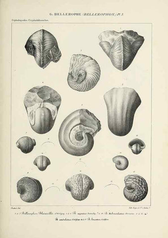 Reproducción/Reproduction 49434918451: Histoire naturelle, générale et particulière des céphalopodes acétabuifères viants, et fossiles :. Paris :Impr. de A. Lacour,1835-1848.. 