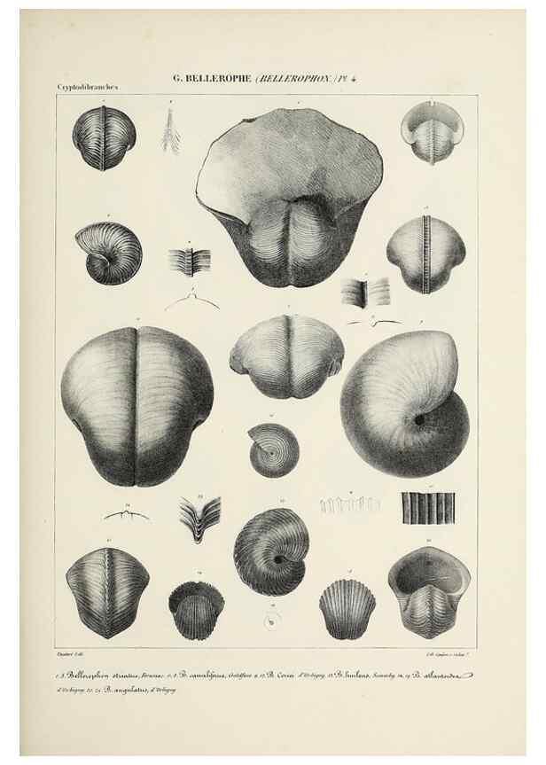 Reproducción/Reproduction 49434445078: Histoire naturelle, générale et particulière des céphalopodes acétabuifères viants, et fossiles :. Paris :Impr. de A. Lacour,1835-1848.. 