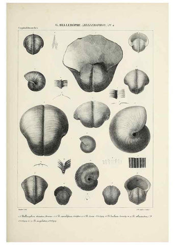 Reproducción/Reproduction 49434445078: Histoire naturelle, générale et particulière des céphalopodes acétabuifères viants, et fossiles :. Paris :Impr. de A. Lacour,1835-1848.. 