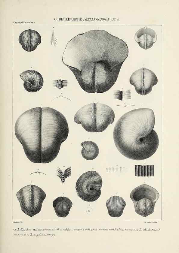 Reproducción/Reproduction 49434445078: Histoire naturelle, générale et particulière des céphalopodes acétabuifères viants, et fossiles :. Paris :Impr. de A. Lacour,1835-1848.. 