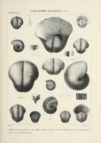 Reproducción/Reproduction 49434445078: Histoire naturelle, générale et particulière des céphalopodes acétabuifères viants, et fossiles :. Paris :Impr. de A. Lacour,1835-1848.. 