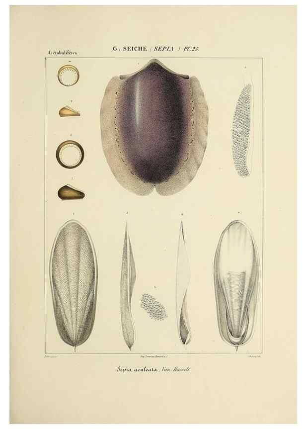 Reproducción/Reproduction 49434931981: Histoire naturelle, générale et particulière des céphalopodes acétabuifères viants, et fossiles :. Paris :Impr. de A. Lacour,1835-1848.. 
