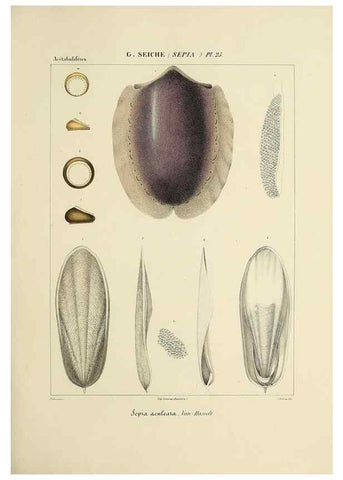 Reproducción/Reproduction 49434931981: Histoire naturelle, générale et particulière des céphalopodes acétabuifères viants, et fossiles :. Paris :Impr. de A. Lacour,1835-1848.. 