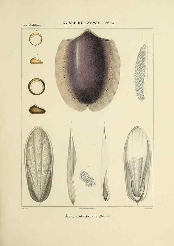 Reproducción/Reproduction 49434931981: Histoire naturelle, générale et particulière des céphalopodes acétabuifères viants, et fossiles :. Paris :Impr. de A. Lacour,1835-1848.. 