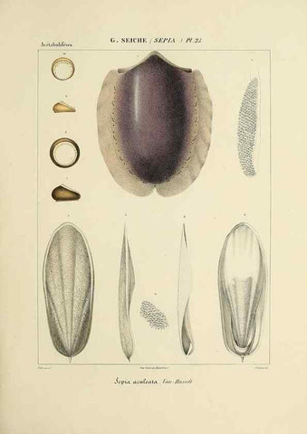 Reproducción/Reproduction 49434931981: Histoire naturelle, générale et particulière des céphalopodes acétabuifères viants, et fossiles :. Paris :Impr. de A. Lacour,1835-1848.. 