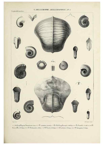 Reproducción/Reproduction 49435141577: Histoire naturelle, générale et particulière des céphalopodes acétabuifères viants, et fossiles :. Paris :Impr. de A. Lacour,1835-1848.. 
