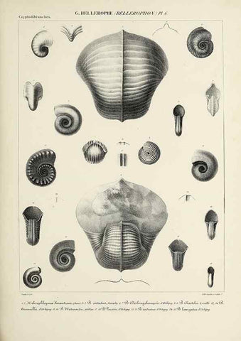 Reproducción/Reproduction 49435141577: Histoire naturelle, générale et particulière des céphalopodes acétabuifères viants, et fossiles :. Paris :Impr. de A. Lacour,1835-1848.. 