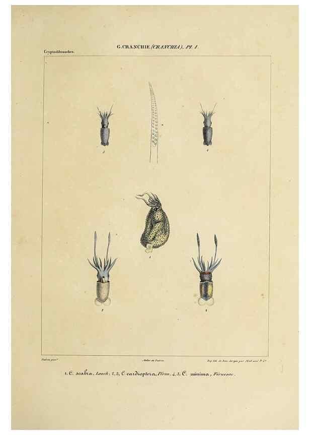 Reproducción/Reproduction 49435142287: Histoire naturelle, générale et particulière des céphalopodes acétabuifères viants, et fossiles :. Paris :Impr. de A. Lacour,1835-1848.. 
