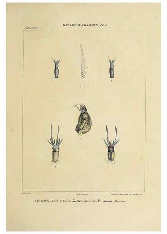Reproducción/Reproduction 49435142287: Histoire naturelle, générale et particulière des céphalopodes acétabuifères viants, et fossiles :. Paris :Impr. de A. Lacour,1835-1848.. 