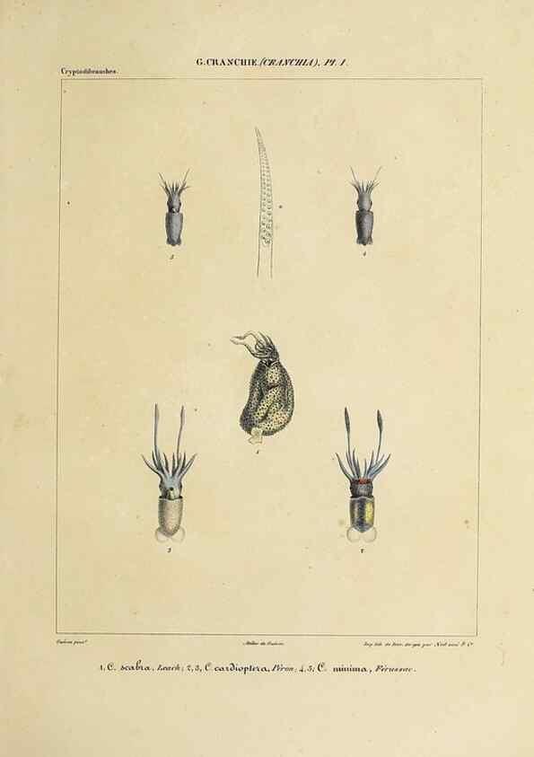 Reproducción/Reproduction 49435142287: Histoire naturelle, générale et particulière des céphalopodes acétabuifères viants, et fossiles :. Paris :Impr. de A. Lacour,1835-1848.. 
