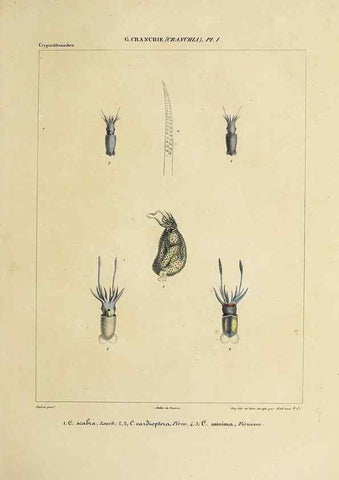 Reproducción/Reproduction 49435142287: Histoire naturelle, générale et particulière des céphalopodes acétabuifères viants, et fossiles :. Paris :Impr. de A. Lacour,1835-1848.. 