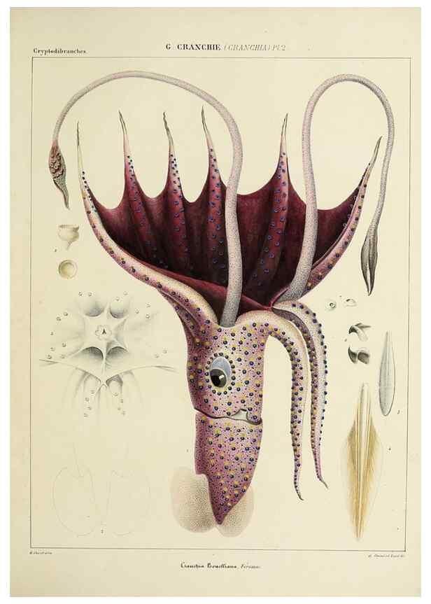 Reproducción/Reproduction 49434920346: Histoire naturelle, générale et particulière des céphalopodes acétabuifères viants, et fossiles :. Paris :Impr. de A. Lacour,1835-1848.. 