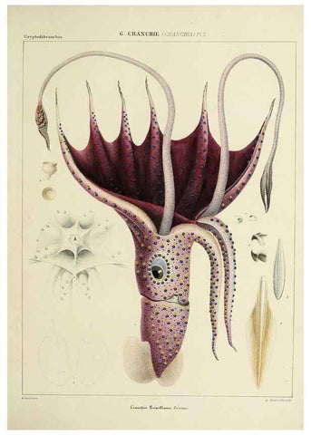 Reproducción/Reproduction 49434920346: Histoire naturelle, générale et particulière des céphalopodes acétabuifères viants, et fossiles :. Paris :Impr. de A. Lacour,1835-1848.. 