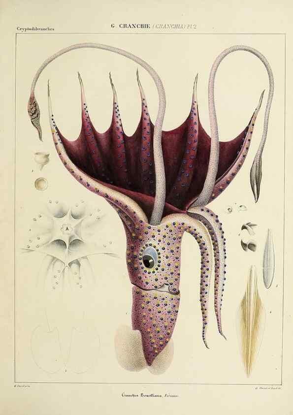 Reproducción/Reproduction 49434920346: Histoire naturelle, générale et particulière des céphalopodes acétabuifères viants, et fossiles :. Paris :Impr. de A. Lacour,1835-1848.. 