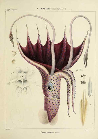 Reproducción/Reproduction 49434920346: Histoire naturelle, générale et particulière des céphalopodes acétabuifères viants, et fossiles :. Paris :Impr. de A. Lacour,1835-1848.. 
