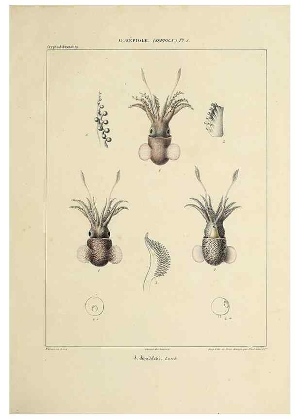 Reproducción/Reproduction 49434920626: Histoire naturelle, générale et particulière des céphalopodes acétabuifères viants, et fossiles :. Paris :Impr. de A. Lacour,1835-1848.. 