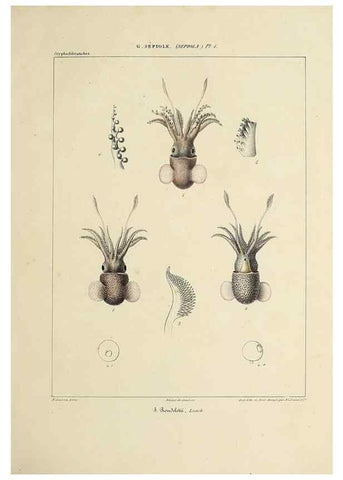 Reproducción/Reproduction 49434920626: Histoire naturelle, générale et particulière des céphalopodes acétabuifères viants, et fossiles :. Paris :Impr. de A. Lacour,1835-1848.. 