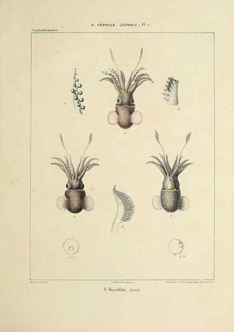 Reproducción/Reproduction 49434920626: Histoire naturelle, générale et particulière des céphalopodes acétabuifères viants, et fossiles :. Paris :Impr. de A. Lacour,1835-1848.. 