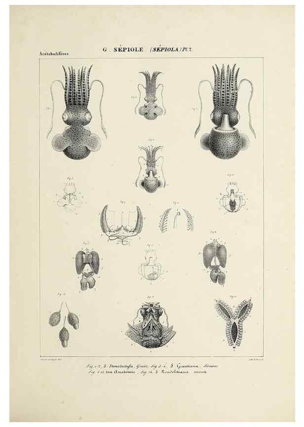 Reproducción/Reproduction 49434920921: Histoire naturelle, générale et particulière des céphalopodes acétabuifères viants, et fossiles :. Paris :Impr. de A. Lacour,1835-1848.. 