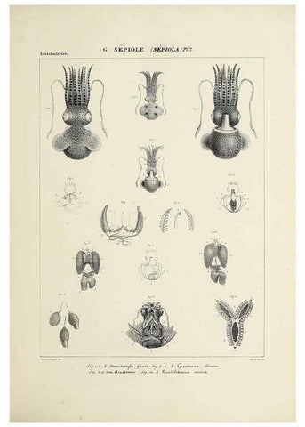 Reproducción/Reproduction 49434920921: Histoire naturelle, générale et particulière des céphalopodes acétabuifères viants, et fossiles :. Paris :Impr. de A. Lacour,1835-1848.. 