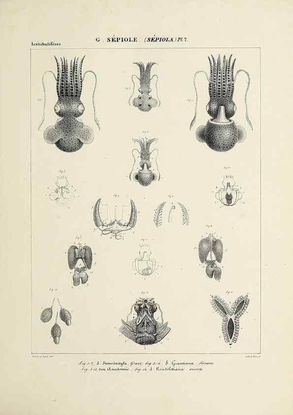 Reproducción/Reproduction 49434920921: Histoire naturelle, générale et particulière des céphalopodes acétabuifères viants, et fossiles :. Paris :Impr. de A. Lacour,1835-1848.. 