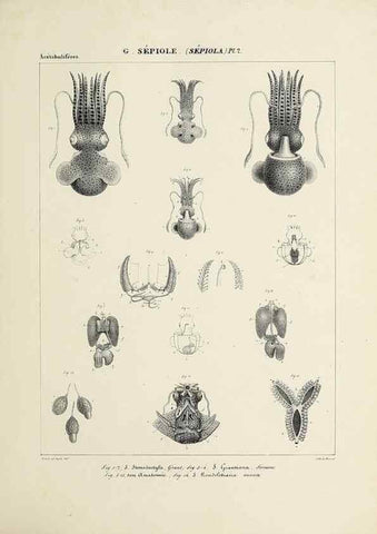 Reproducción/Reproduction 49434920921: Histoire naturelle, générale et particulière des céphalopodes acétabuifères viants, et fossiles :. Paris :Impr. de A. Lacour,1835-1848.. 