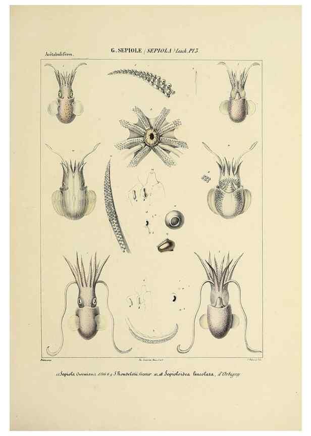 Reproducción/Reproduction 49434921206: Histoire naturelle, générale et particulière des céphalopodes acétabuifères viants, et fossiles :. Paris :Impr. de A. Lacour,1835-1848.. 
