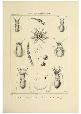 Reproducción/Reproduction 49434921206: Histoire naturelle, générale et particulière des céphalopodes acétabuifères viants, et fossiles :. Paris :Impr. de A. Lacour,1835-1848.. 
