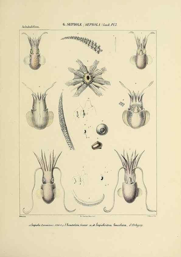 Reproducción/Reproduction 49434921206: Histoire naturelle, générale et particulière des céphalopodes acétabuifères viants, et fossiles :. Paris :Impr. de A. Lacour,1835-1848.. 