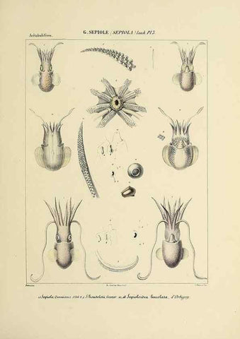 Reproducción/Reproduction 49434921206: Histoire naturelle, générale et particulière des céphalopodes acétabuifères viants, et fossiles :. Paris :Impr. de A. Lacour,1835-1848.. 
