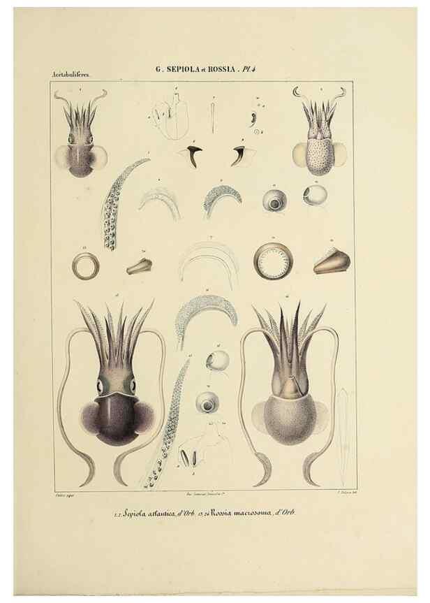 Reproducción/Reproduction 49434921541: Histoire naturelle, générale et particulière des céphalopodes acétabuifères viants, et fossiles :. Paris :Impr. de A. Lacour,1835-1848.. 