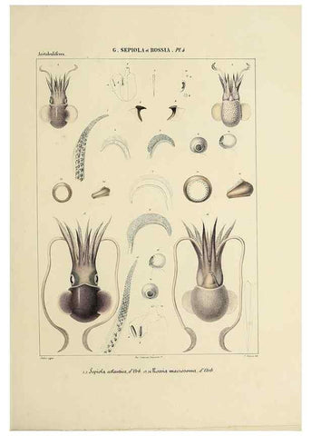 Reproducción/Reproduction 49434921541: Histoire naturelle, générale et particulière des céphalopodes acétabuifères viants, et fossiles :. Paris :Impr. de A. Lacour,1835-1848.. 