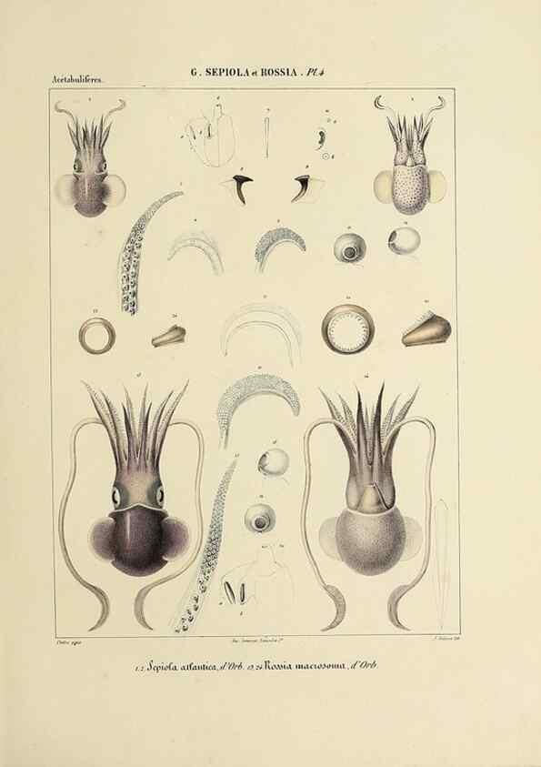 Reproducción/Reproduction 49434921541: Histoire naturelle, générale et particulière des céphalopodes acétabuifères viants, et fossiles :. Paris :Impr. de A. Lacour,1835-1848.. 
