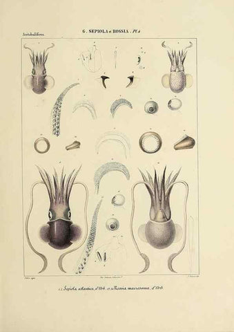 Reproducción/Reproduction 49434921541: Histoire naturelle, générale et particulière des céphalopodes acétabuifères viants, et fossiles :. Paris :Impr. de A. Lacour,1835-1848.. 