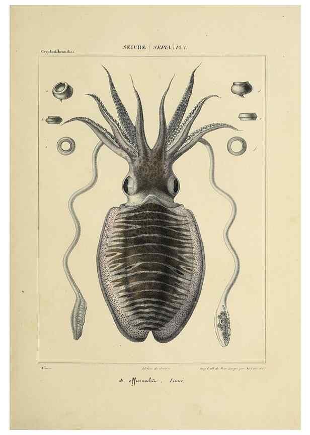 Reproducción/Reproduction 49434448063: Histoire naturelle, générale et particulière des céphalopodes acétabuifères viants, et fossiles :. Paris :Impr. de A. Lacour,1835-1848.. 