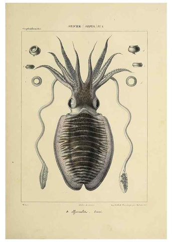 Reproducción/Reproduction 49434448063: Histoire naturelle, générale et particulière des céphalopodes acétabuifères viants, et fossiles :. Paris :Impr. de A. Lacour,1835-1848.. 
