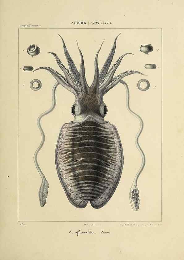 Reproducción/Reproduction 49434448063: Histoire naturelle, générale et particulière des céphalopodes acétabuifères viants, et fossiles :. Paris :Impr. de A. Lacour,1835-1848.. 