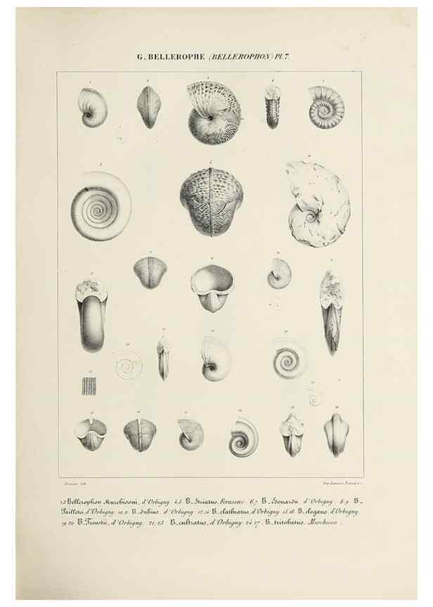 Reproducción/Reproduction 49434919646: Histoire naturelle, générale et particulière des céphalopodes acétabuifères viants, et fossiles :. Paris :Impr. de A. Lacour,1835-1848.. 
